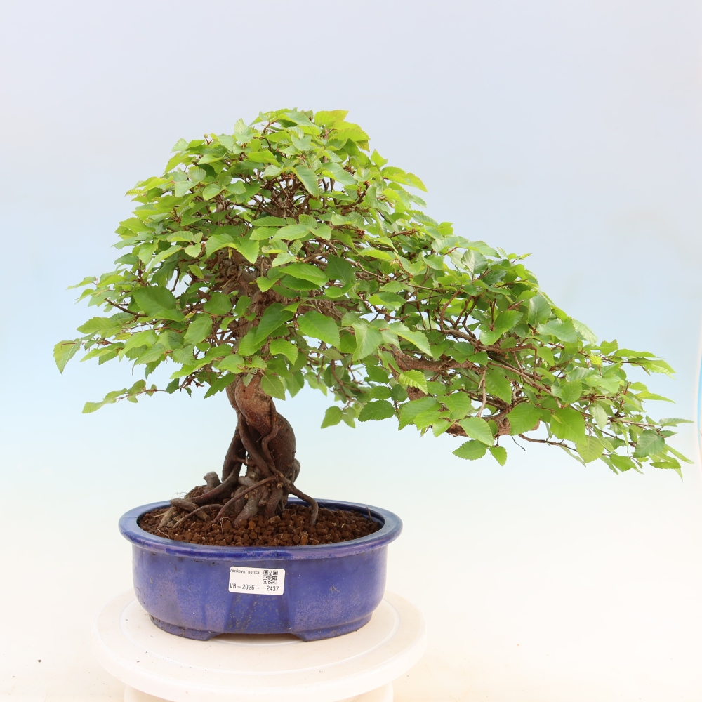 Bonsaï d'extérieur -Carpinus Coreana - Charme de Corée