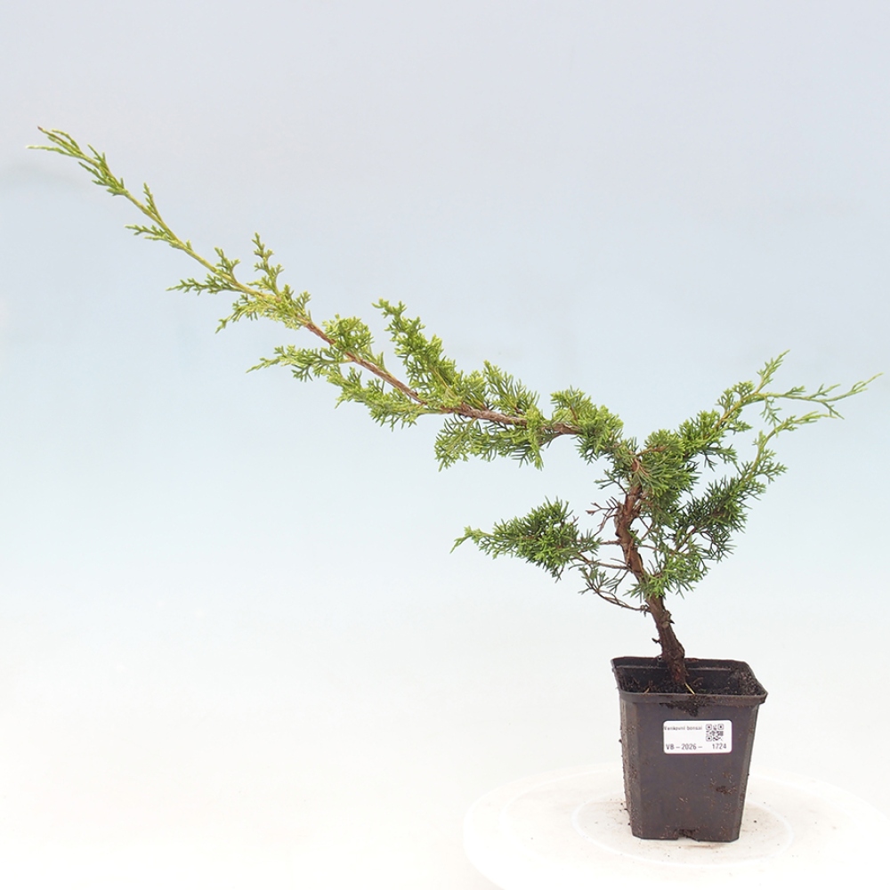 Bonsaï d'extérieur - Juniperus chinensis Itoigawa