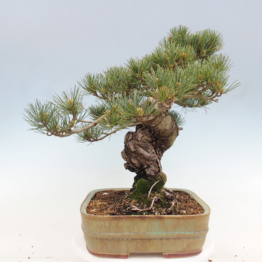 Bonsaï d'extérieur - Pinus parviflora - Pinus parviflora