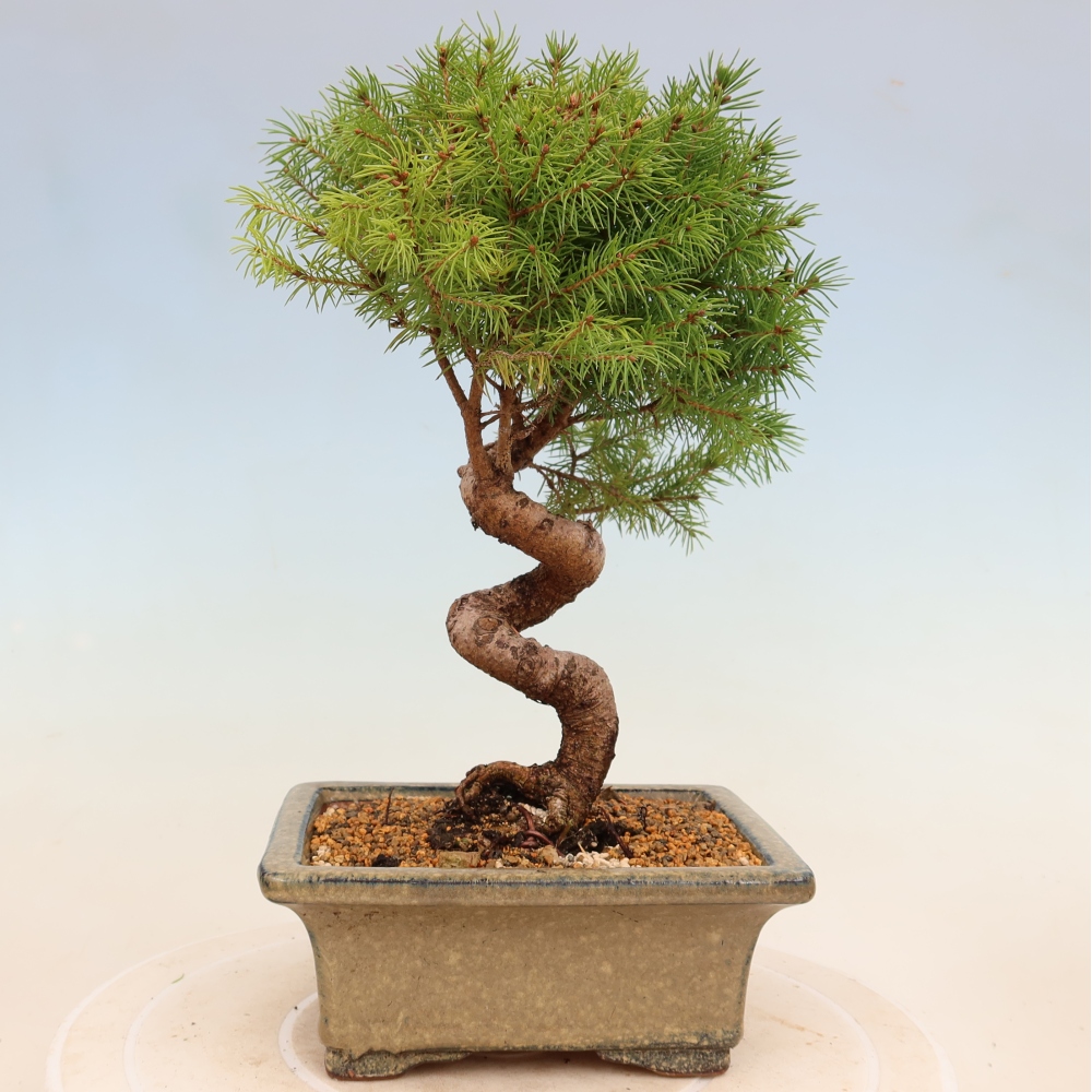 Bonsaï d'extérieur - Épicéa - Picea glauca globe