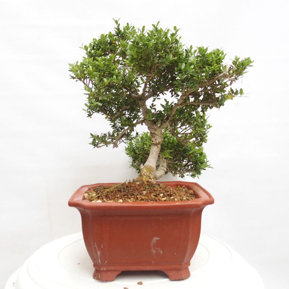 Bonsaï de chambre - Ilex crenata - Houx