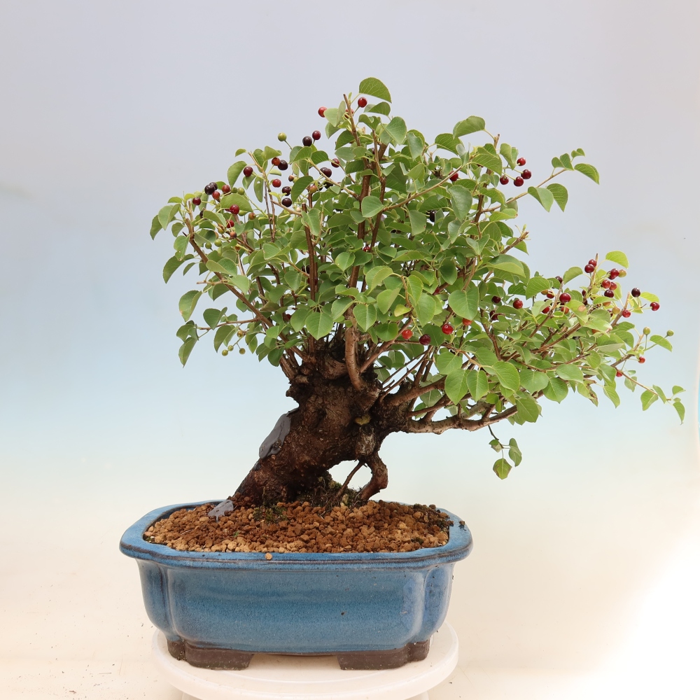 Bonsaï d'extérieur - Mahalebka - Prunus mahaleb