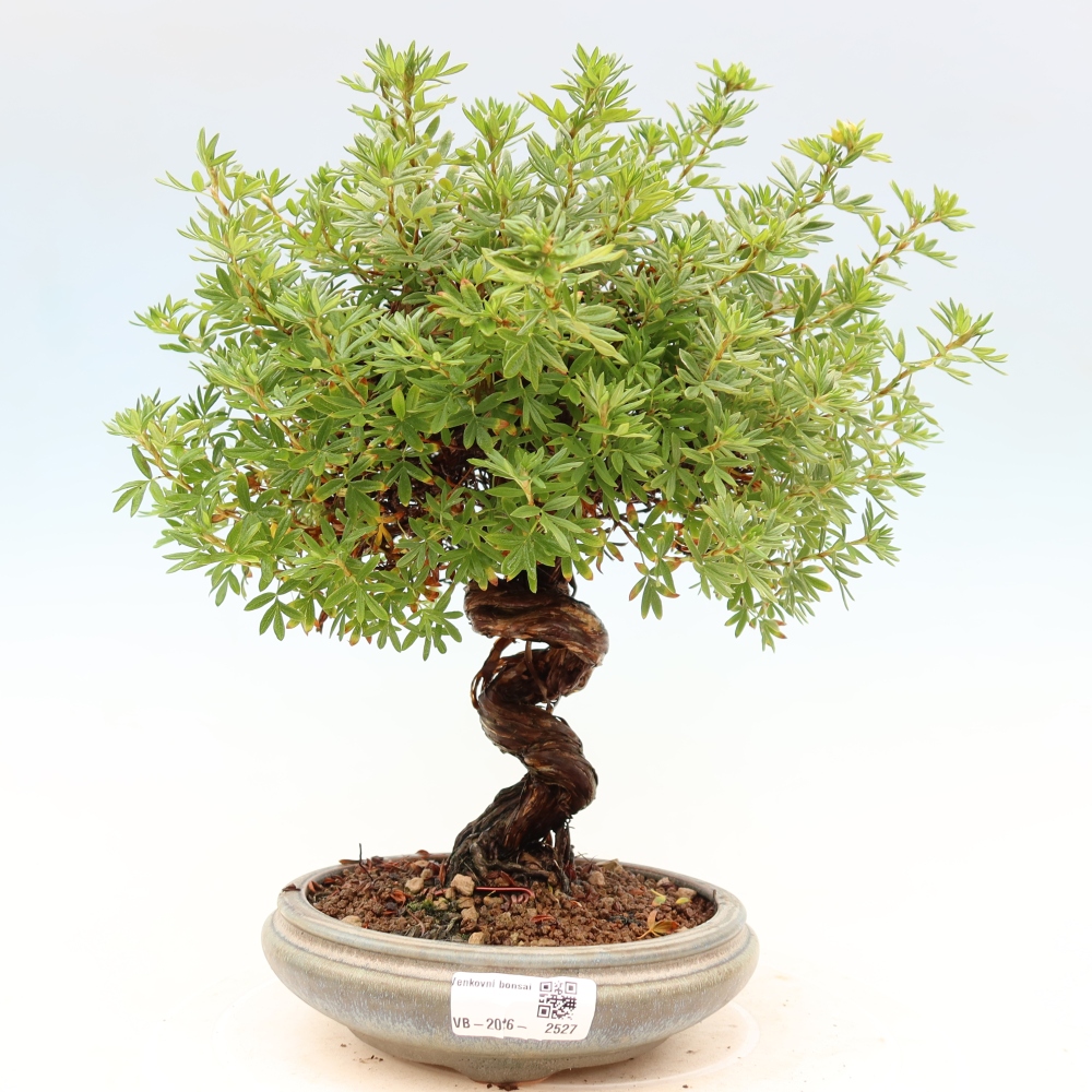 Bonsaï d'extérieur - Potentila fruticosa