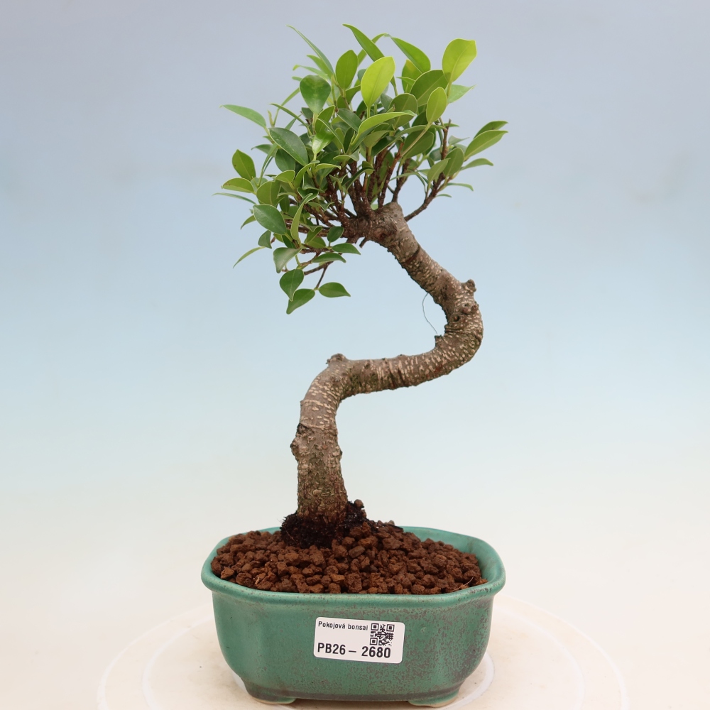 Salle bonsaï - Ficus kimmen - ficus à petites feuilles