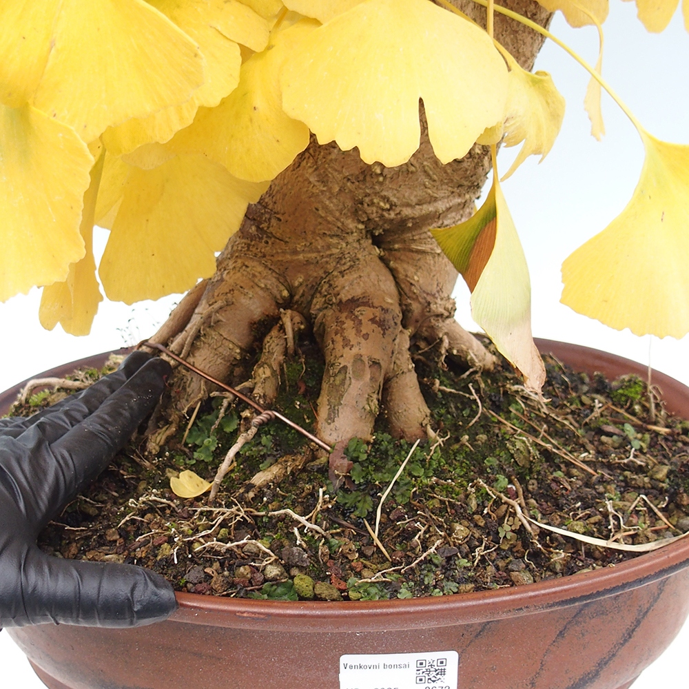 Bonsaïs d'extérieur - Ginkgo biloba - Ginkgo biloba