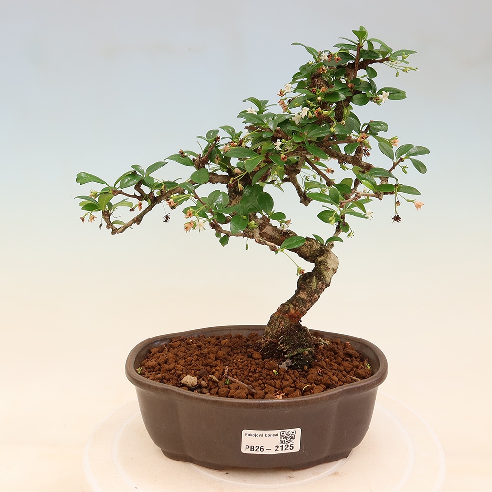 Bonsaï de chambre - Carmona macrophylla - Tea fuki