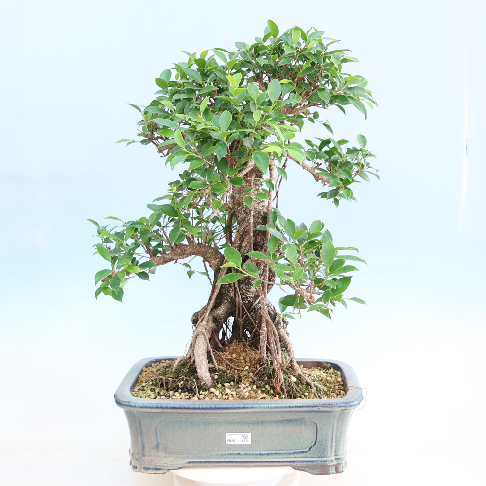 Salle bonsaï - Ficus kimmen - ficus à petites feuilles