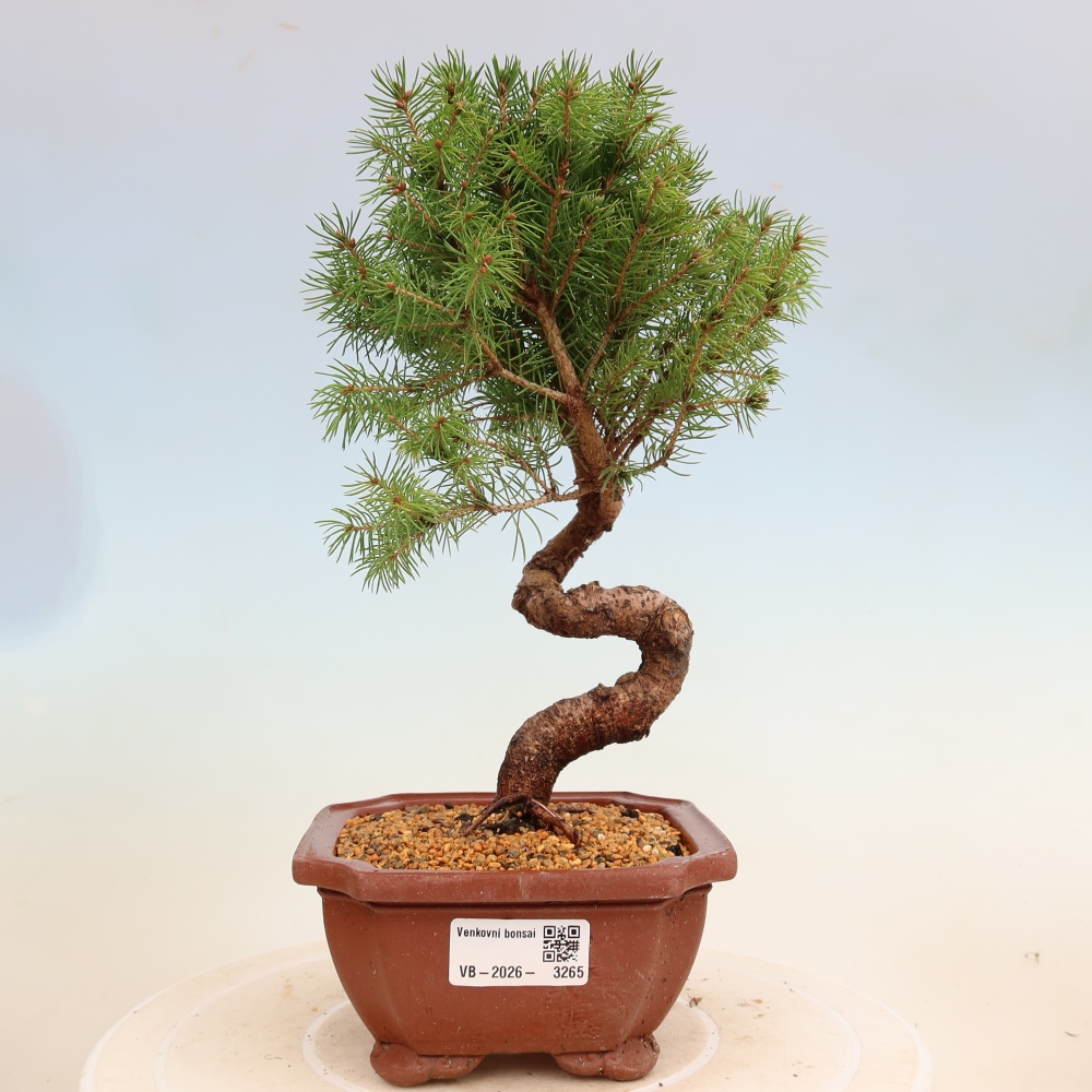 Bonsaï d'extérieur - Épicéa - Picea glauca globe