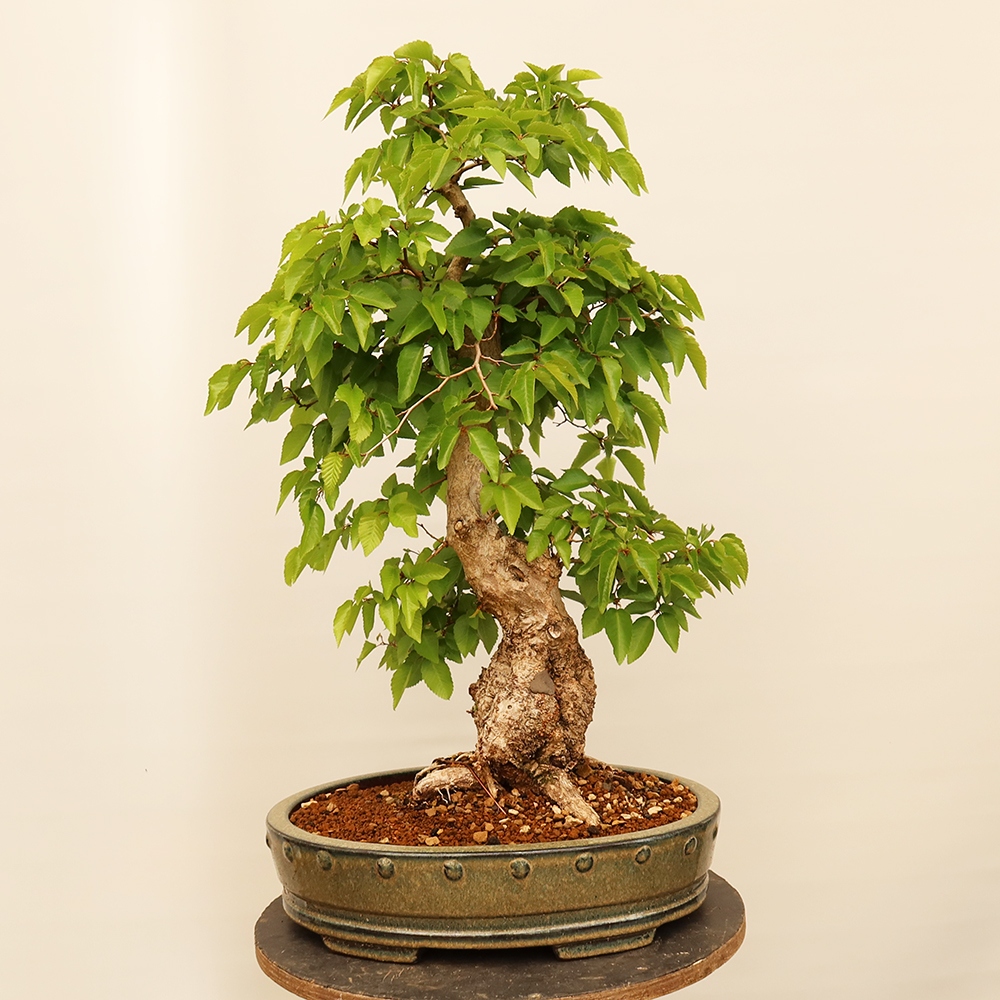 Bonsaï d'extérieur -Carpinus Coreana - Charme de Corée