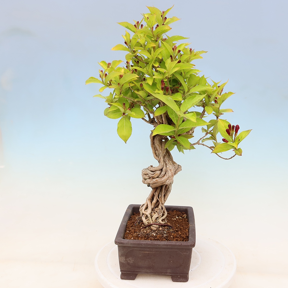 Bonsaï d'extérieur - Weigela subsessilis - Weigela de Corée