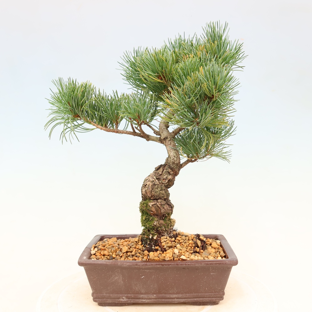 Bonsaï d'extérieur - Pinus parviflora - Pinus parviflora