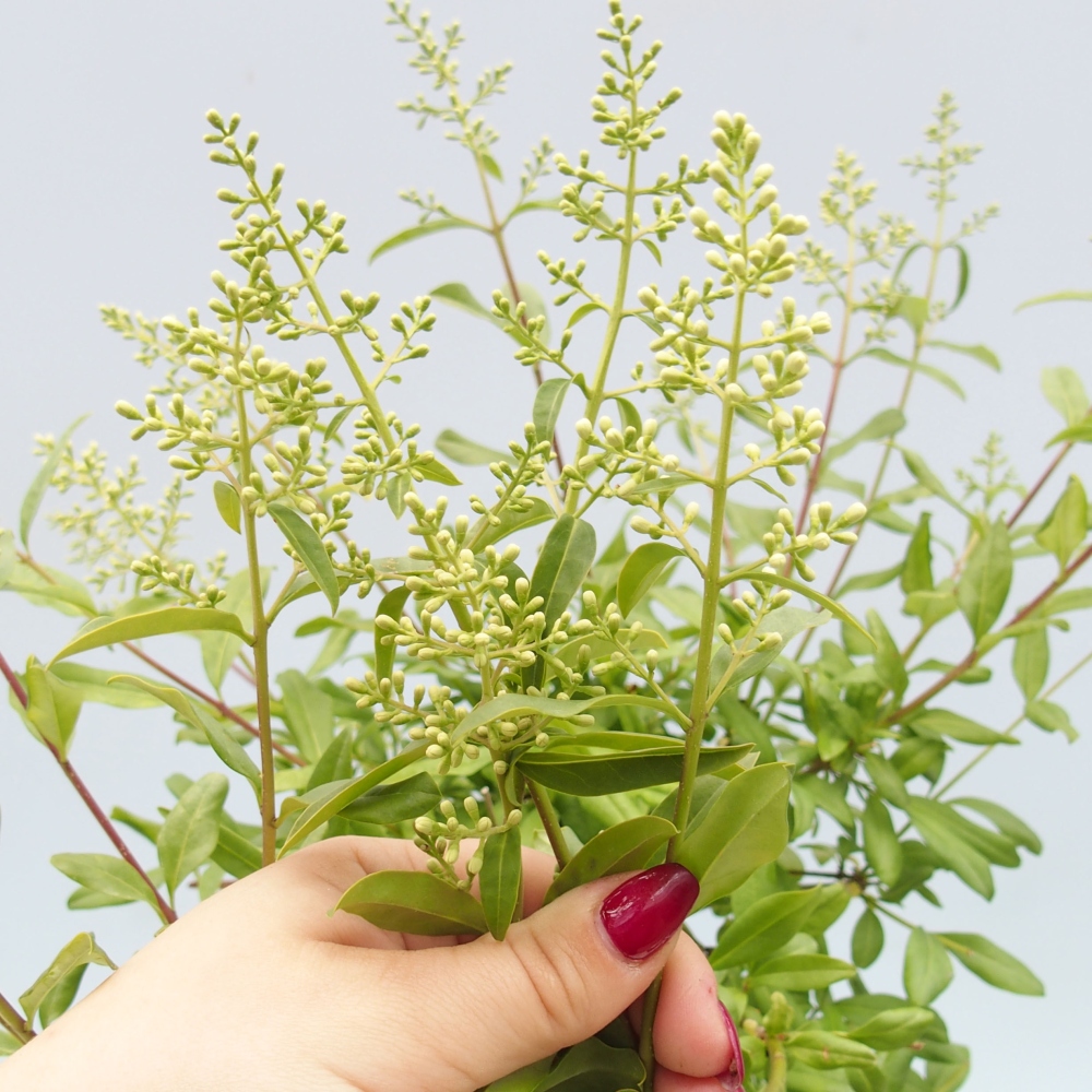 Bonsaï d'extérieur - Ligustrum - Bec d'oiseau