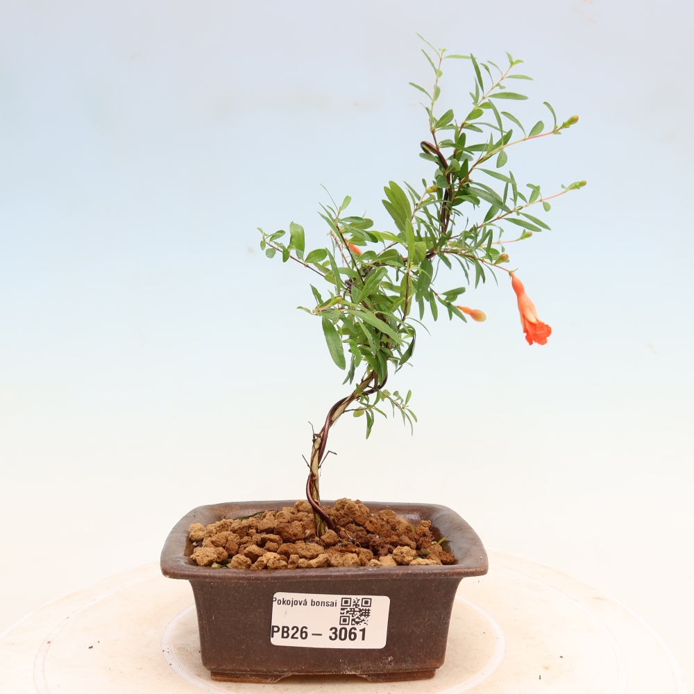 Bonsaï de chambre-PUNICA granatum nana-Pomme grenat