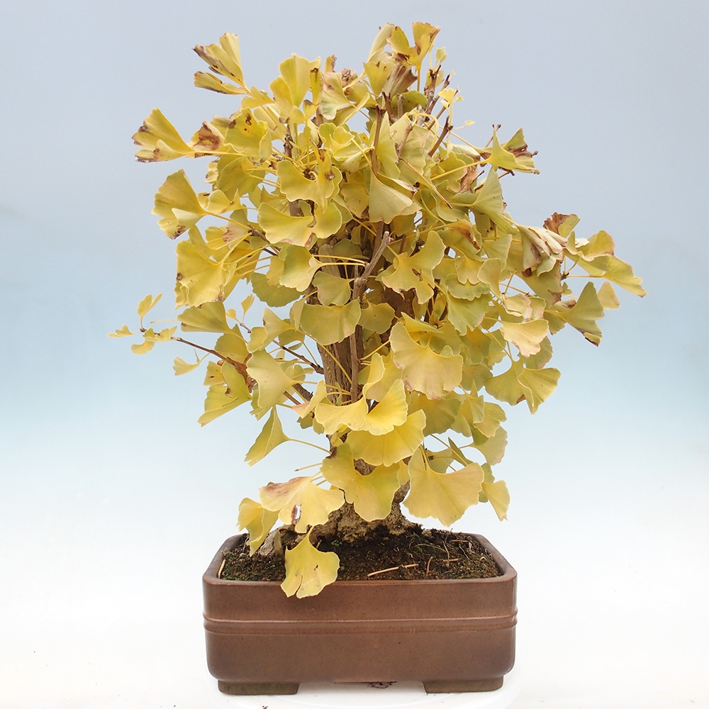 Bonsaïs d'extérieur - Ginkgo biloba - Ginkgo biloba