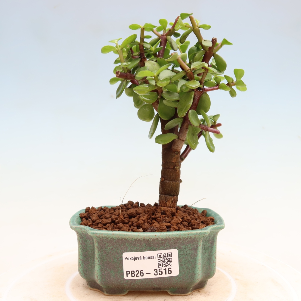 Bonsaï de chambre - Portulakaria Afra - Tlustice