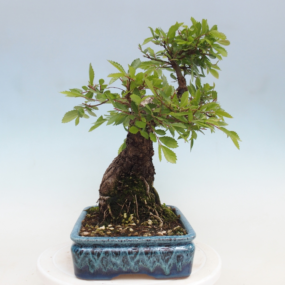 Bonsaï d'extérieur - Zelkova - Zelkova NIRE