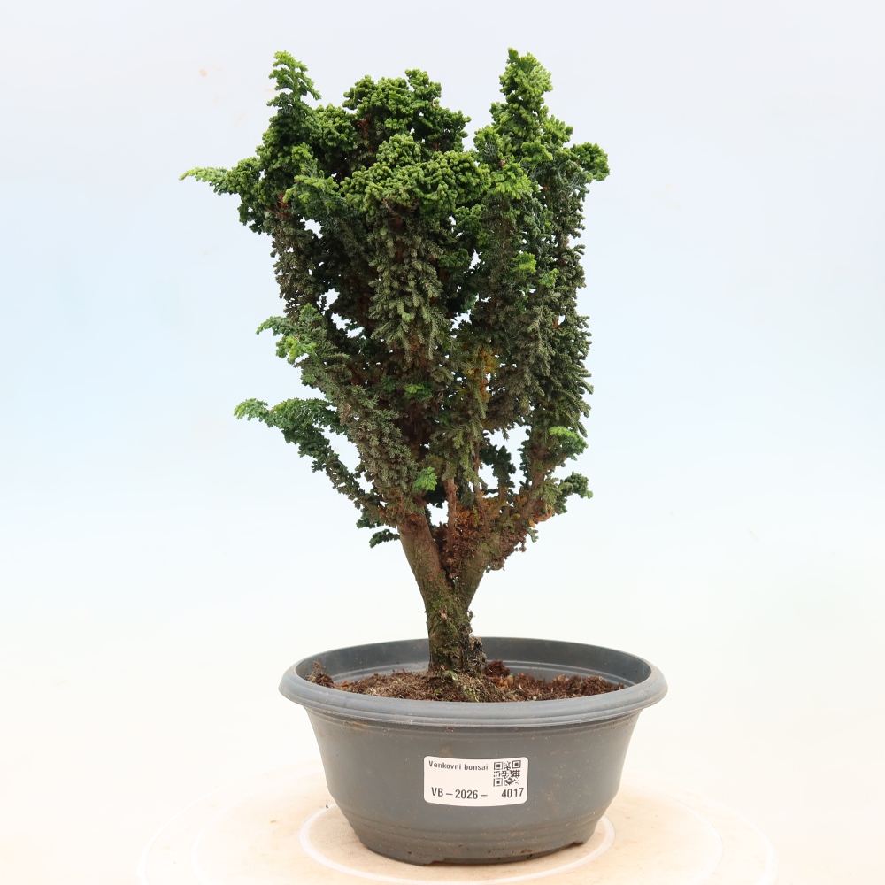 Bonsaï d'extérieur - Cham. obtusa SEKKA HINOKI - Cyprès