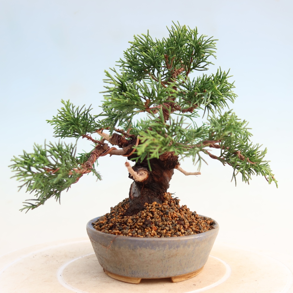 Bonsaï d'extérieur - Juniperus chinensis Itoigawa