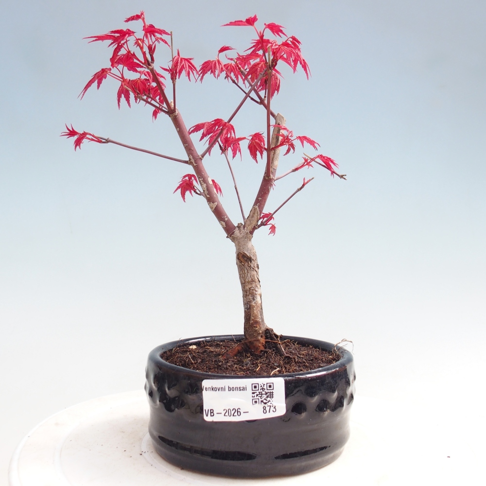 Bonsaï d'extérieur - Acer palmatum DESHOJO