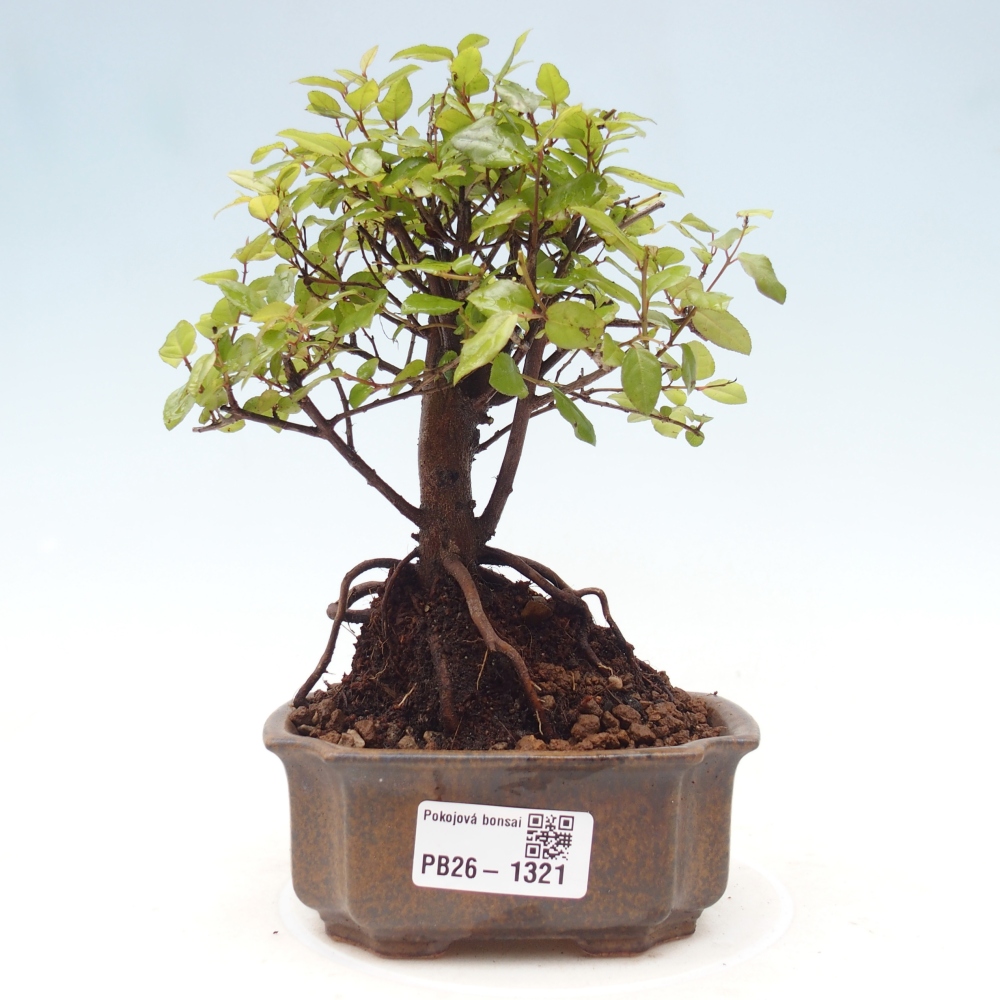 Bonsaï de chambre - Sageretia thea - Sageretia thea