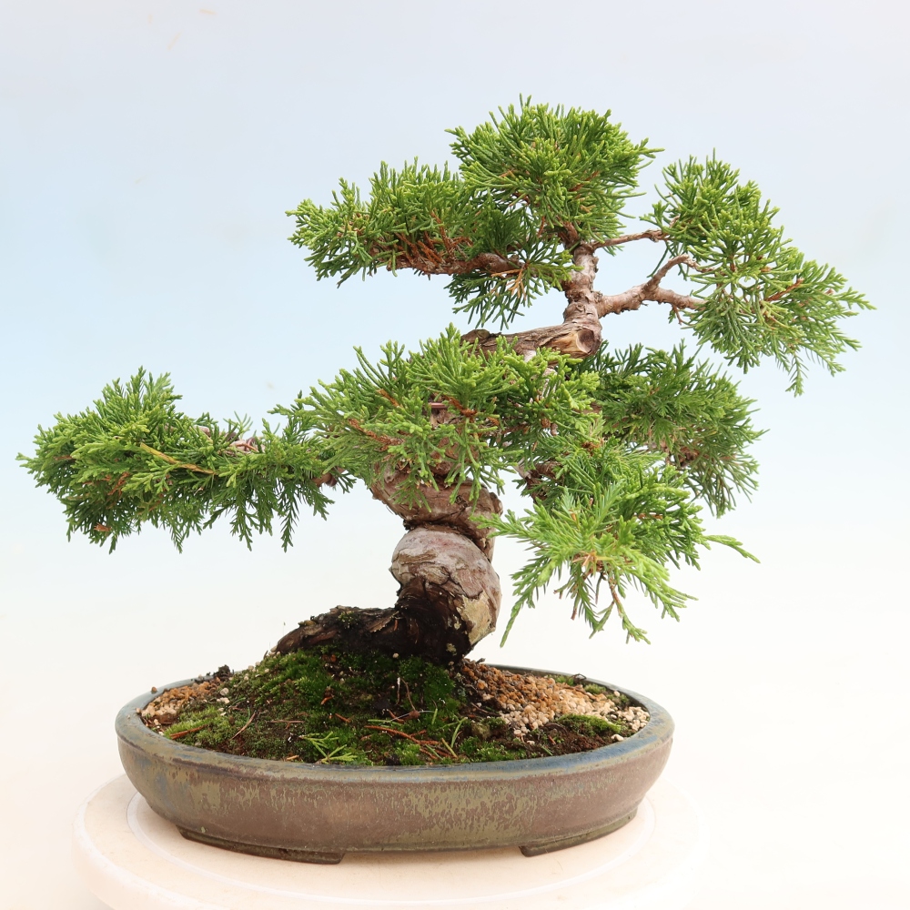 Bonsaï d'extérieur - Juniperus chinensis Itoigawa-Juniperus chinensis