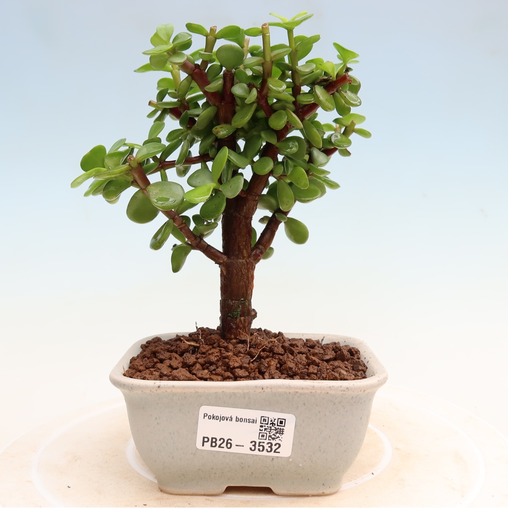 Bonsaï de chambre - Portulakaria Afra - Tlustice