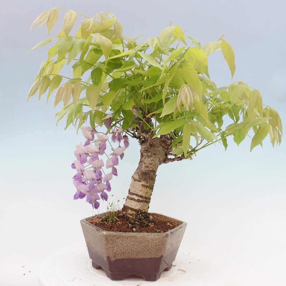 Bonsaï d'extérieur - Wisteria floribunda