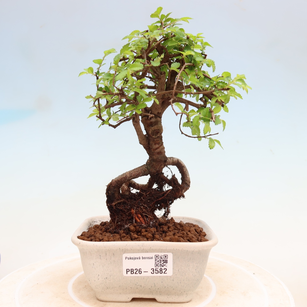 Bonsaï de chambre - Ulmus parvifolia - Orme à petites feuilles