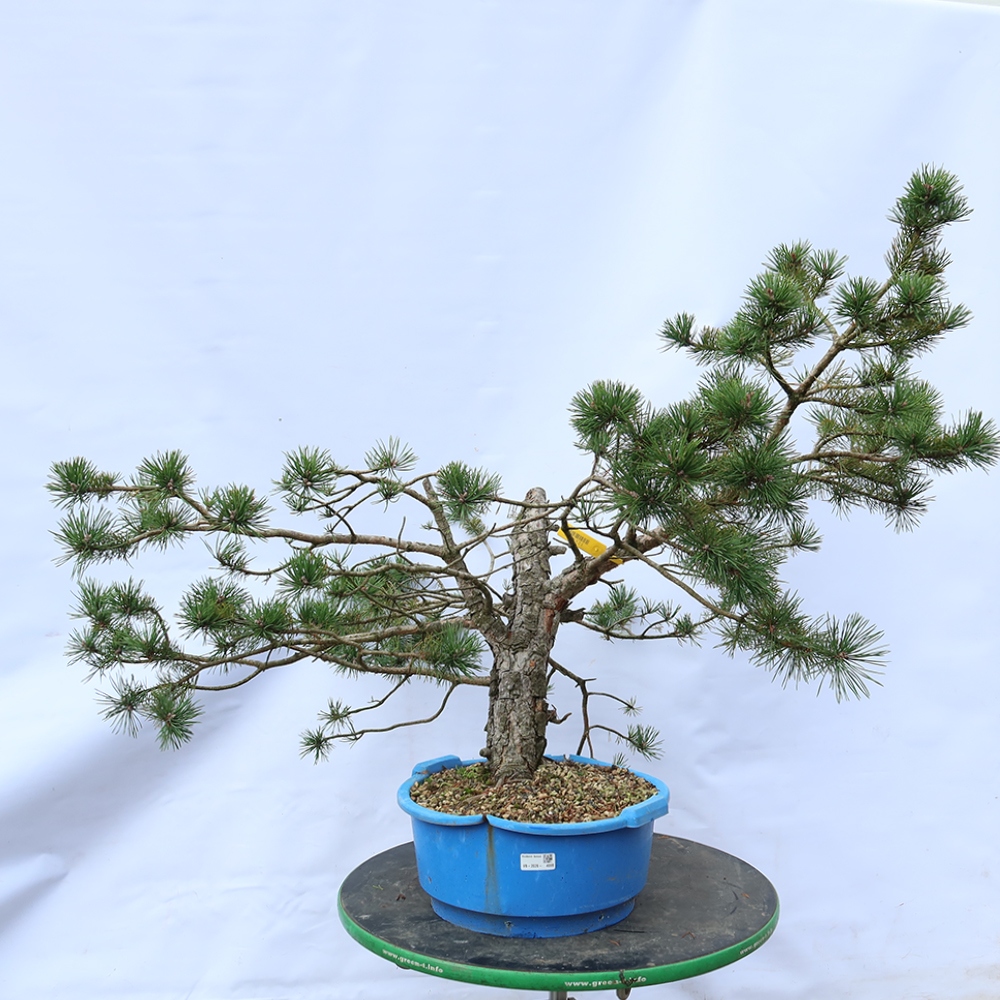 Pinus sylvestris Espagne - pin sylvestre