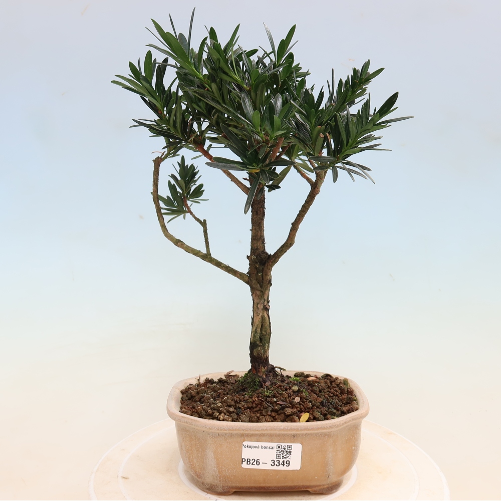 Salle bonsaï - Podocarpus - If en pierre