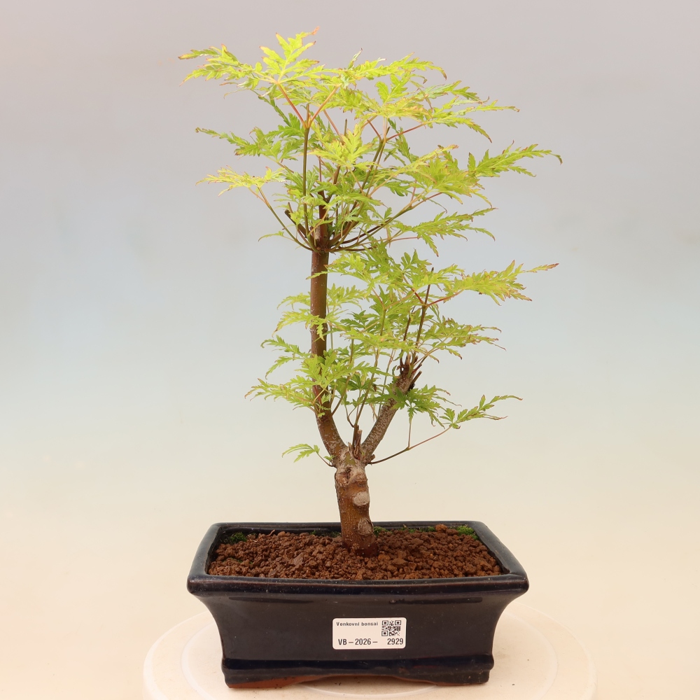 Bonsaï d'extérieur - Acer palmatum Dissectum