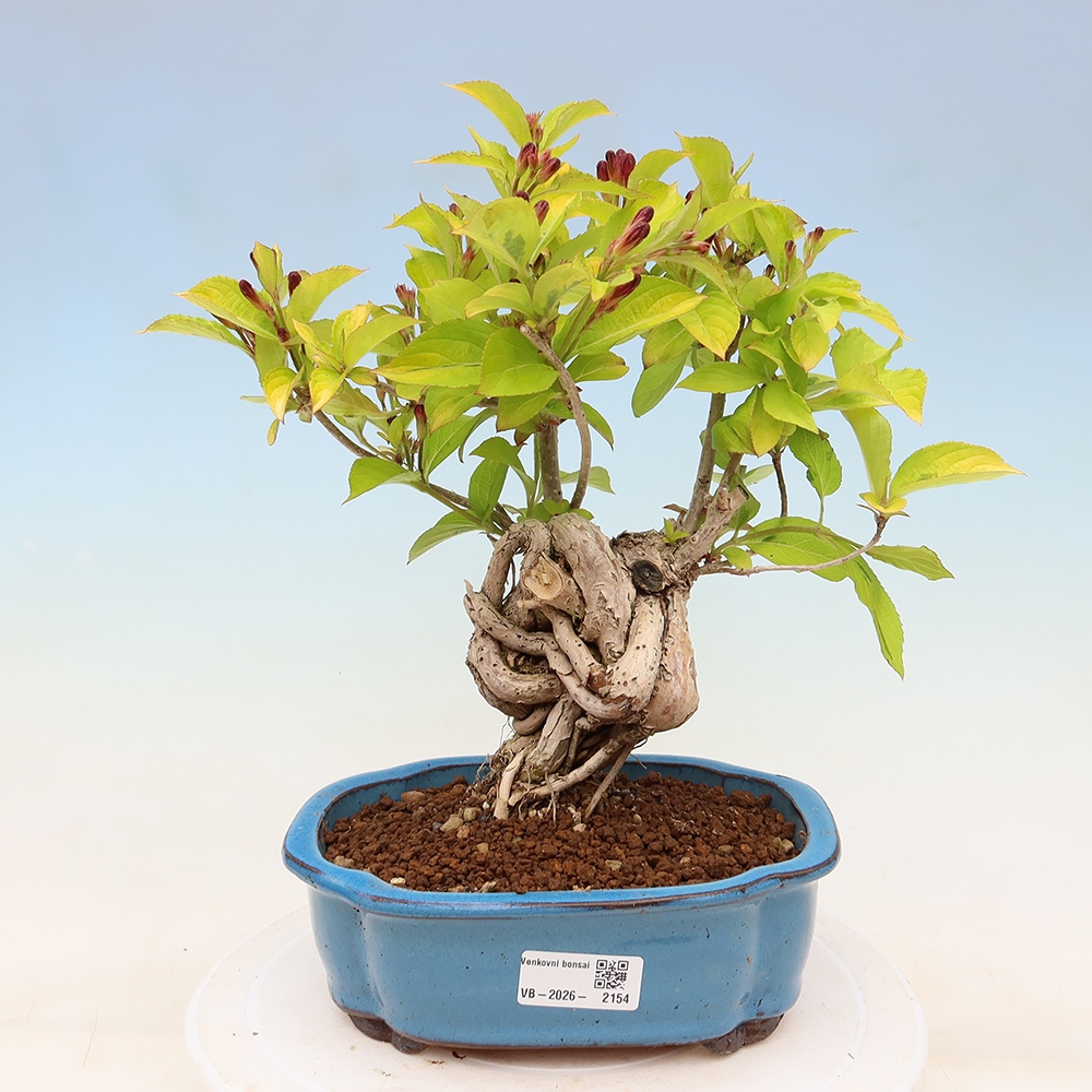 Bonsaï d'extérieur - Weigela subsessilis - Weigela de Corée