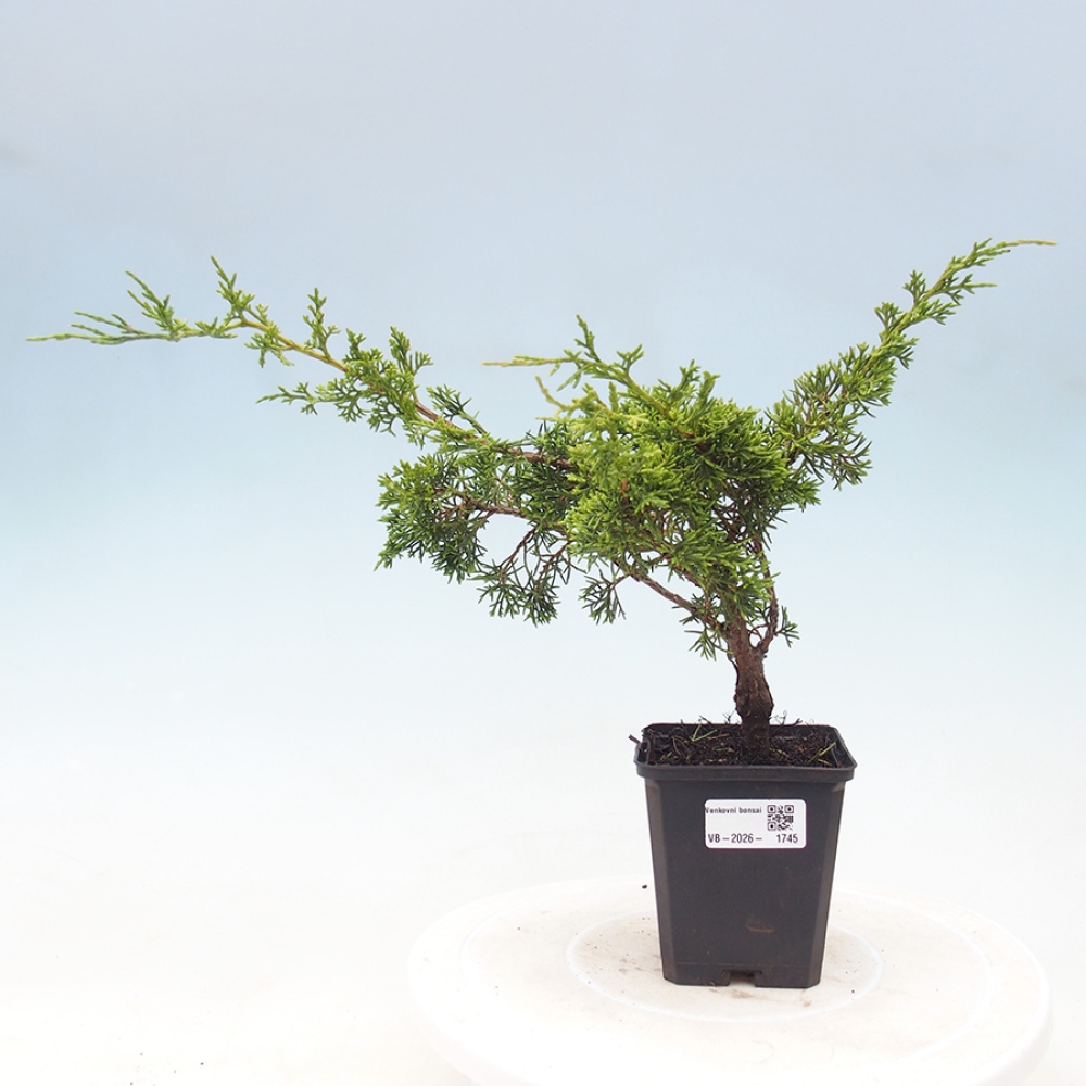 Bonsaï d'extérieur - Juniperus chinensis Itoigawa