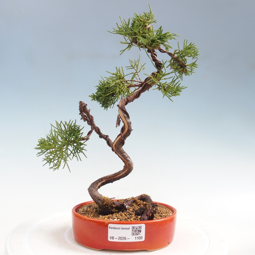 Bonsaï d'extérieur - Juniperus chinensis Kishu
