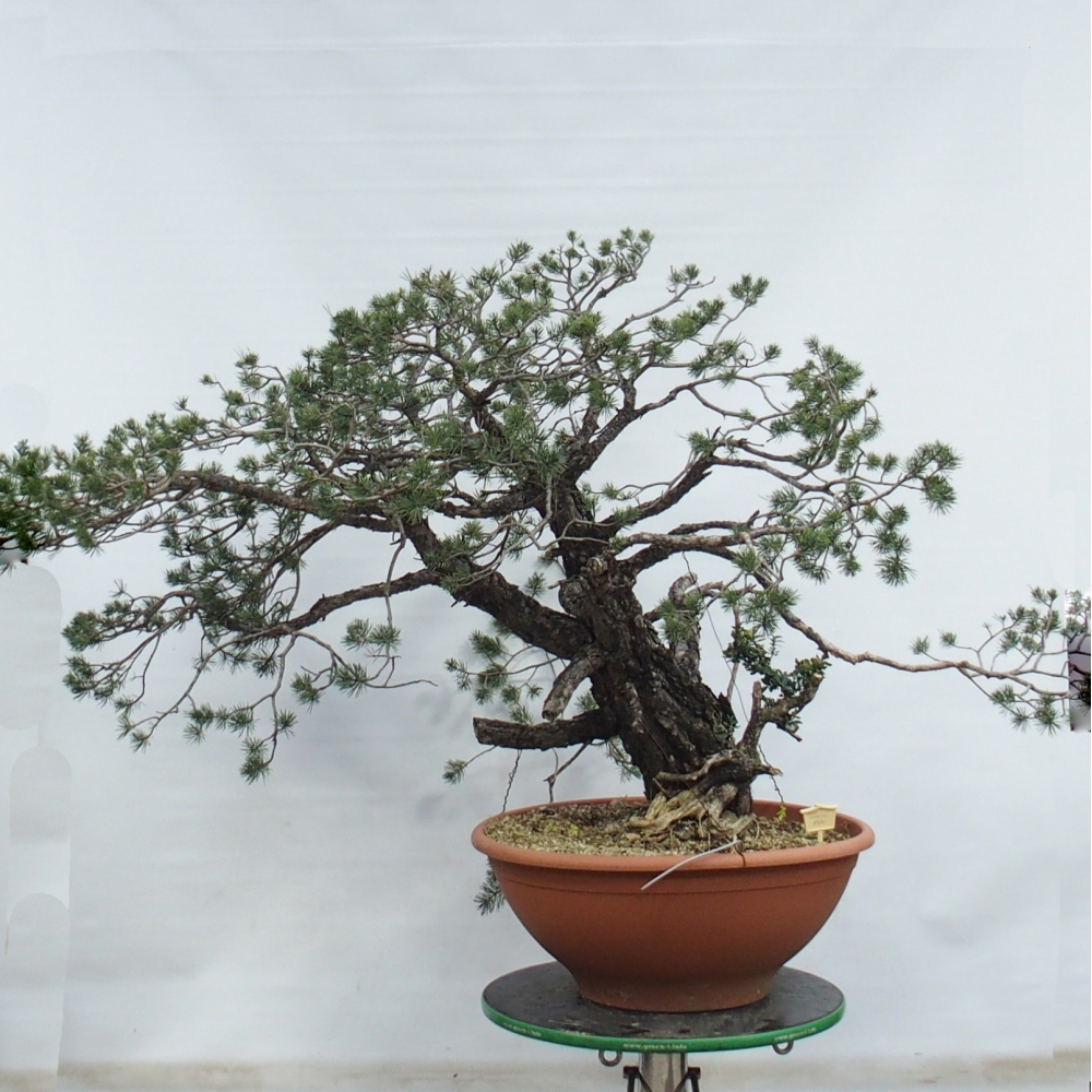Yamadori - Pinus sylvestris Espagne