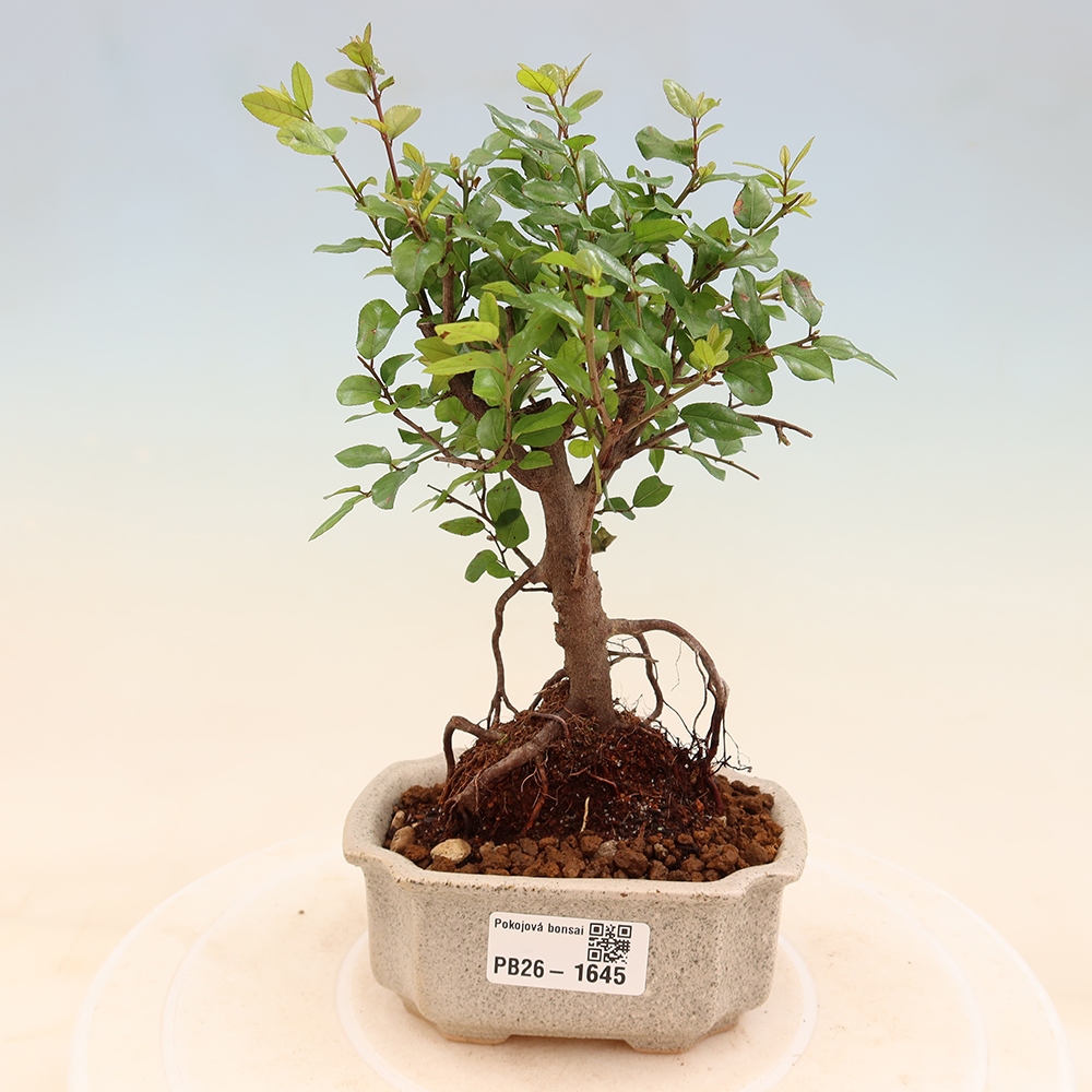 Bonsaï de chambre - Sageretia thea - Sageretia thea