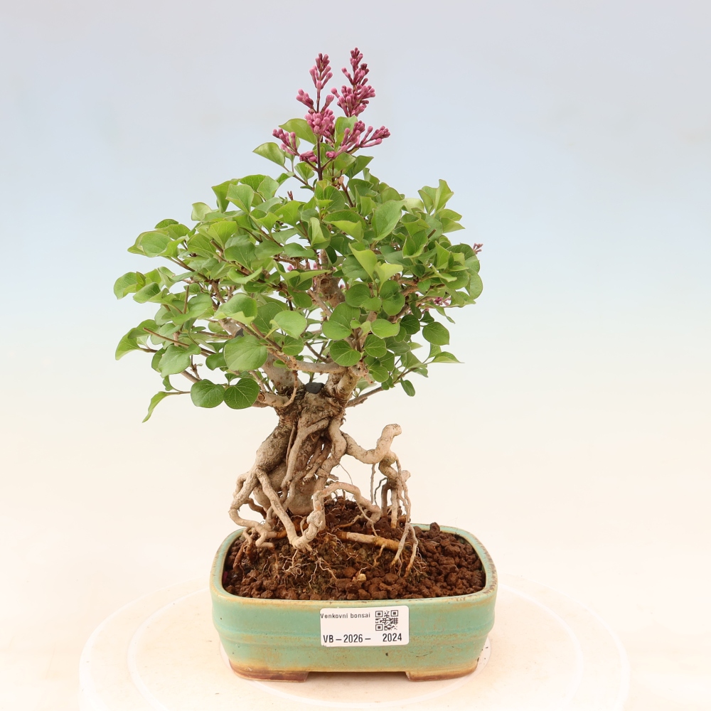 Bonsaï d'extérieur - Syringa microphylla - lilas à petites fleurs