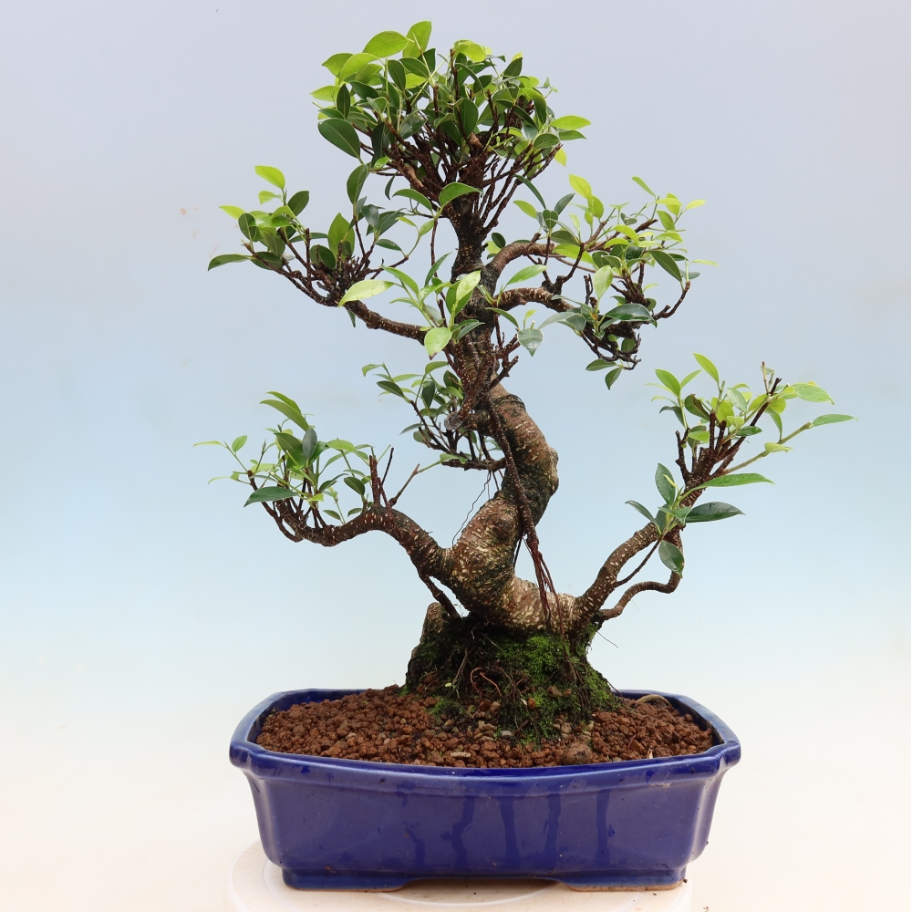 Salle bonsaï - Ficus kimmen - ficus à petites feuilles