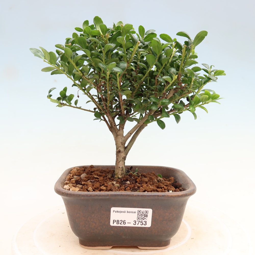 Bonsaï de chambre - Ilex crenata - Houx