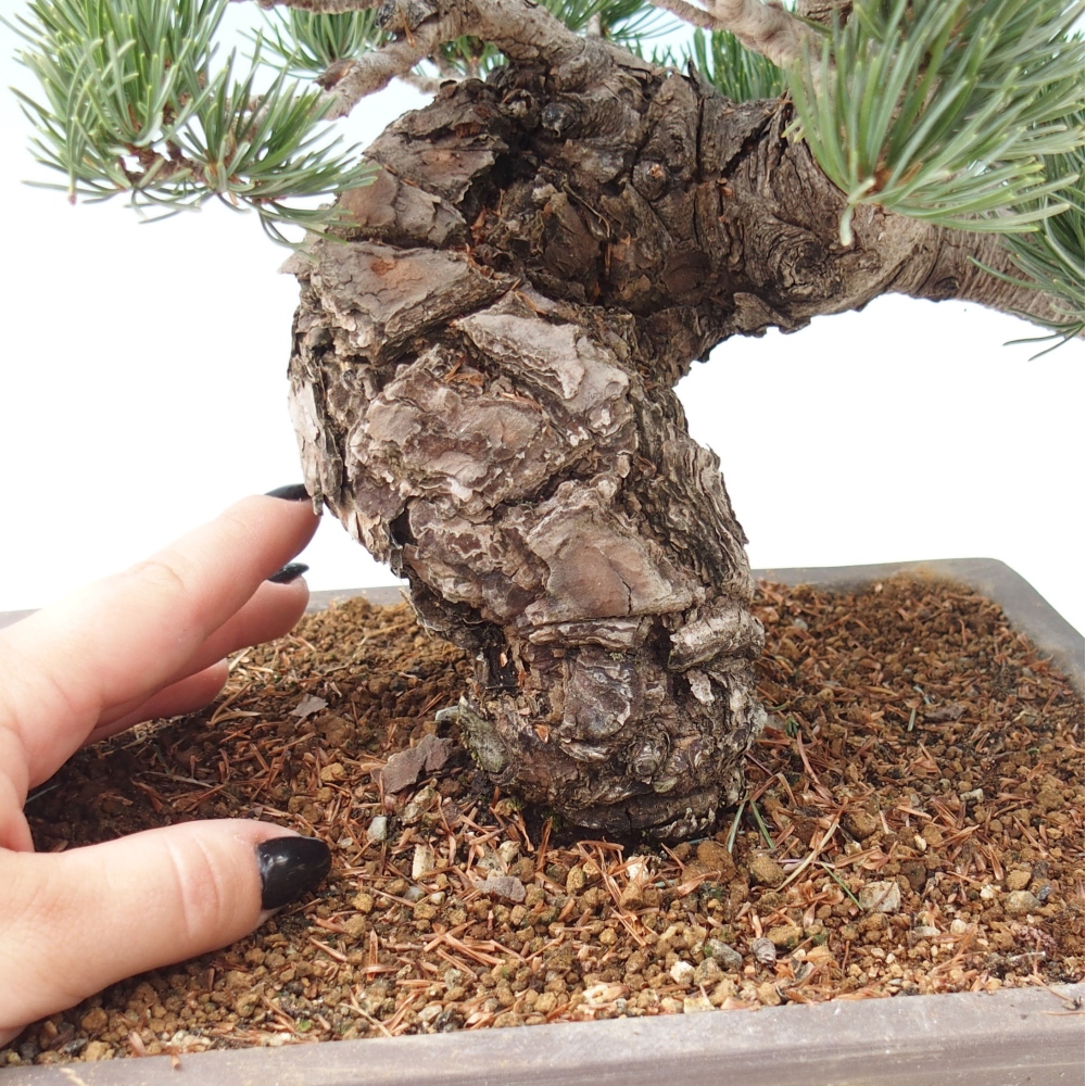 Bonsaï d'extérieur - Pinus parviflora - Pinus parviflora