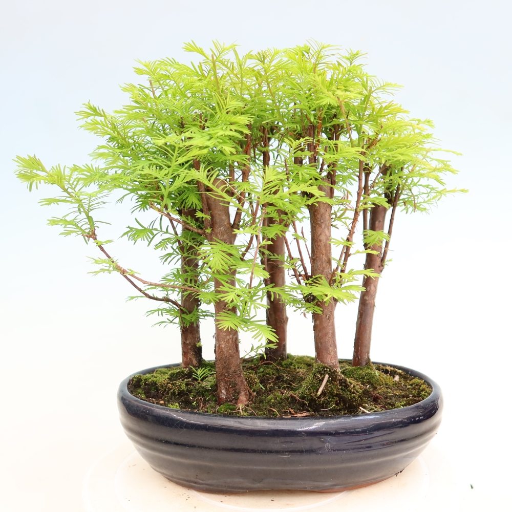 Bonsaï d'extérieur - Metasequoia glyptostroboides - Métaséquoia de Chine - petit bosquet