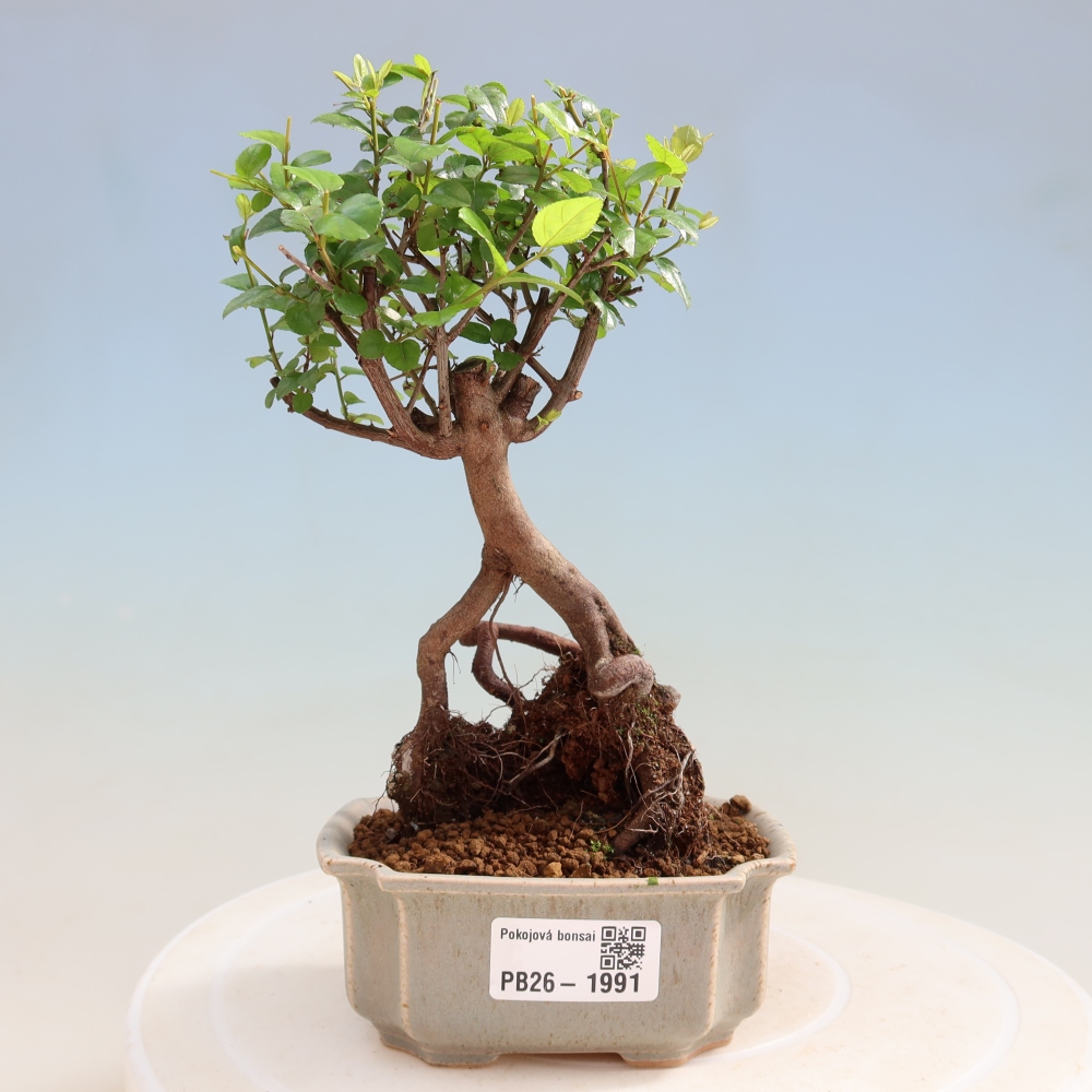 Bonsaï de chambre - Sageretia thea - Sageretia thea
