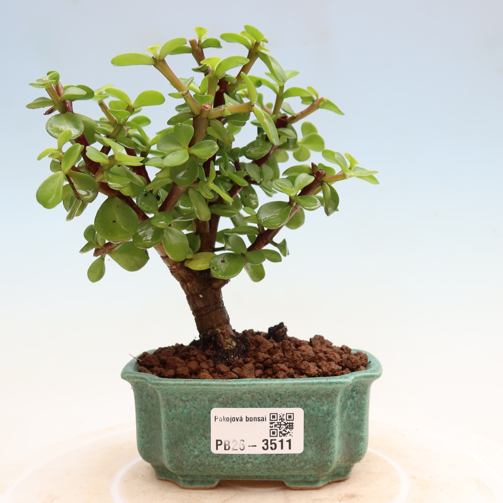Bonsaï de chambre - Portulakaria Afra - Tlustice