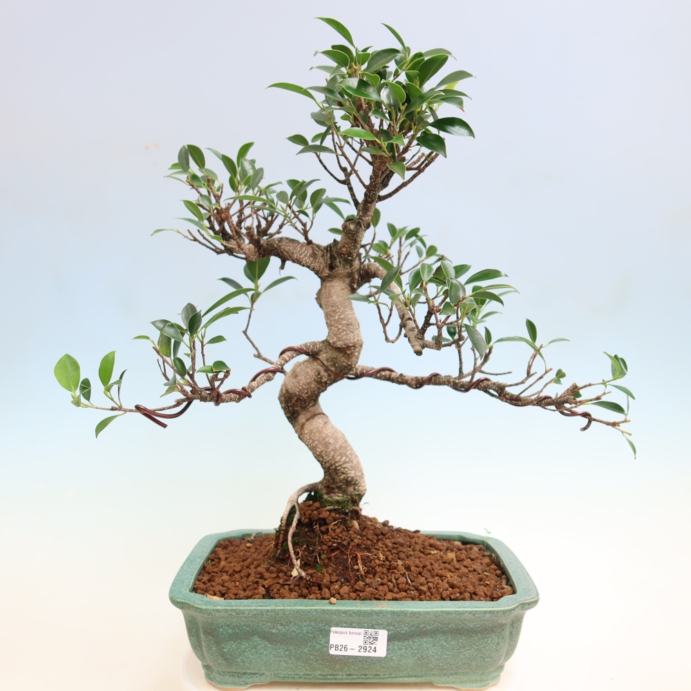 Salle bonsaï - Ficus kimmen - ficus à petites feuilles
