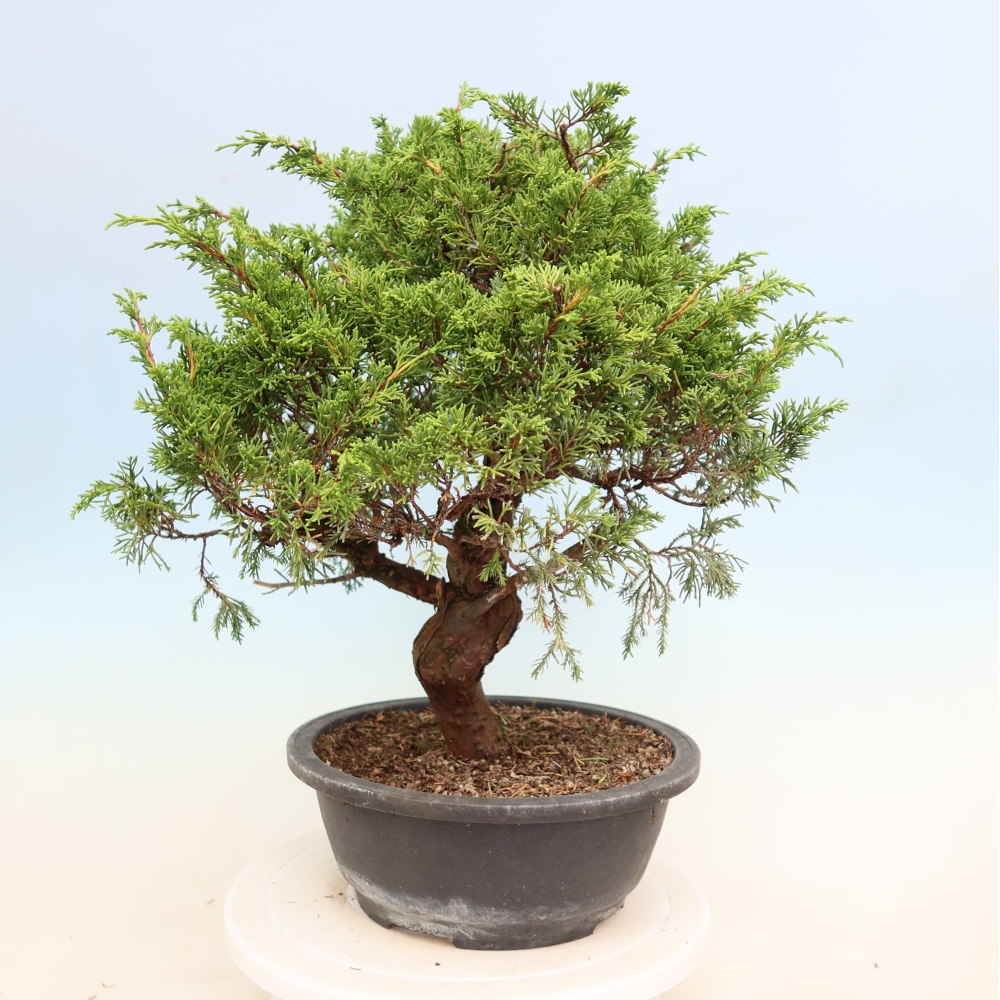 Bonsaï d'extérieur - Juniperus chinensis Itoigawa-Juniperus chinensis