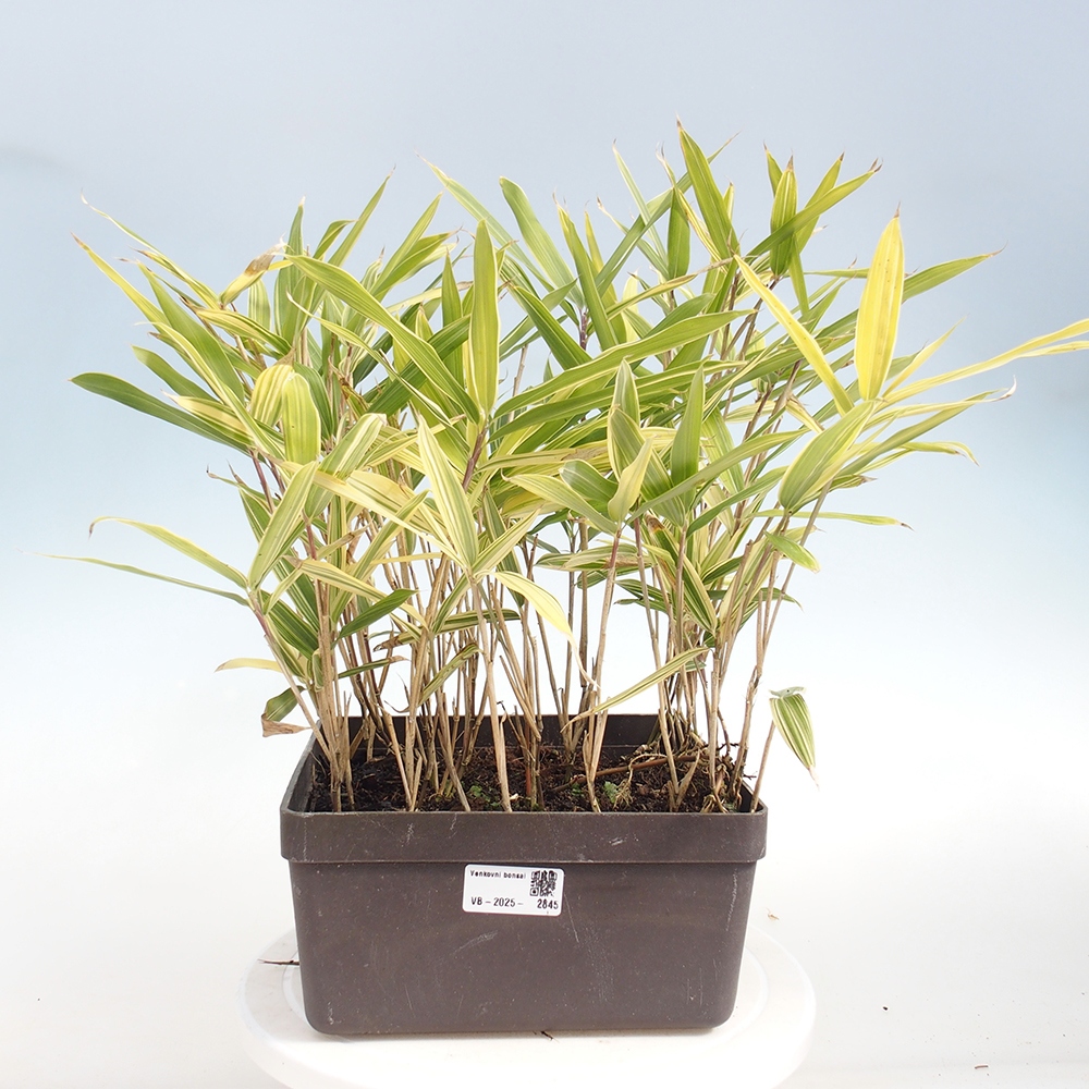 Bonsaï d'extérieur - Sasaella masamuneana Albostriata - Bambou