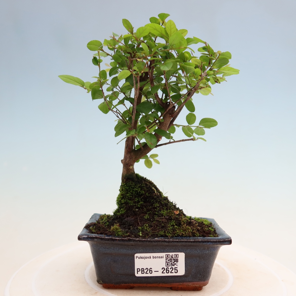 Bonsaï de chambre - Sageretia thea - Sageretia thea