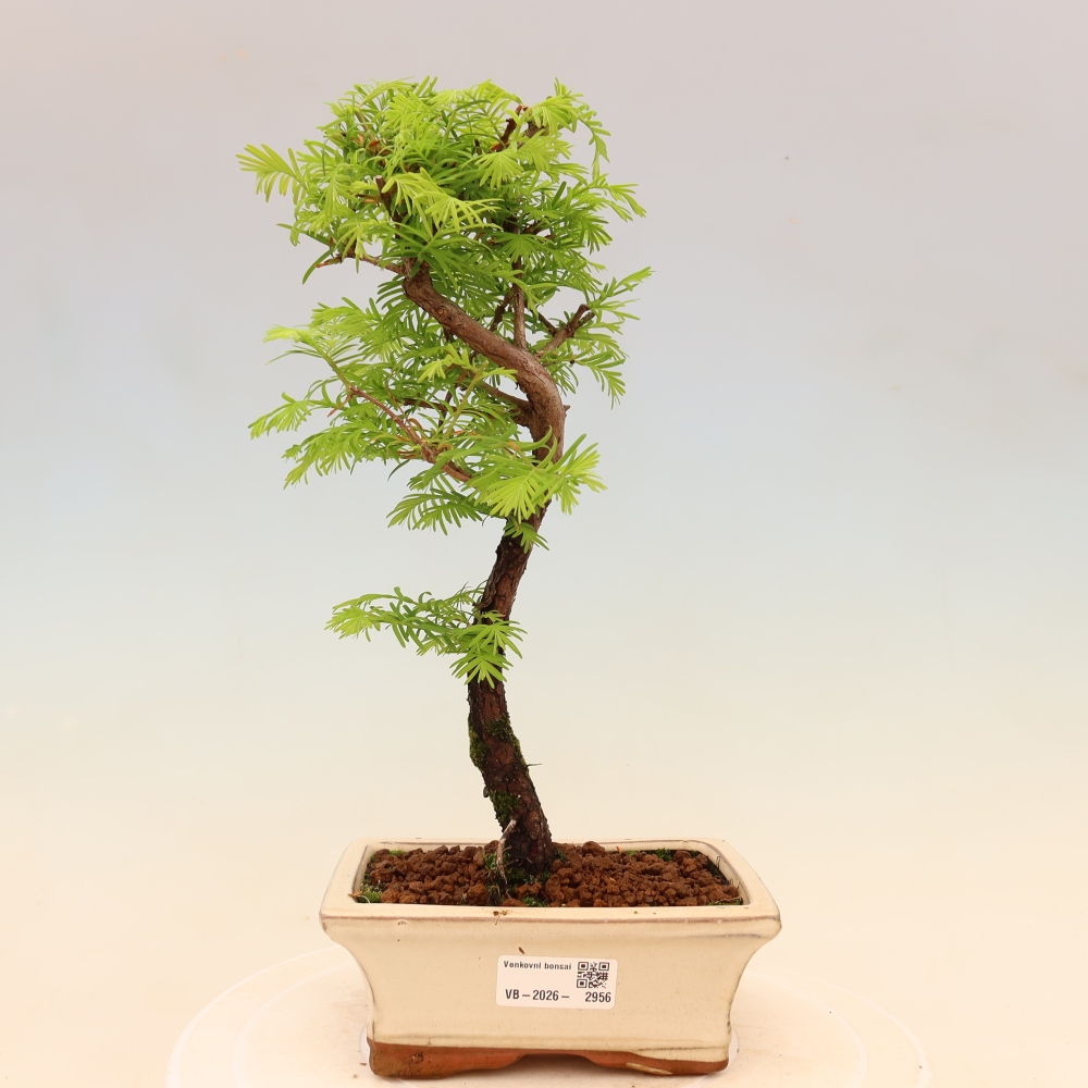 Bonsaï d'extérieur - Metasequoia glyptostroboides - Metasequoia chinois