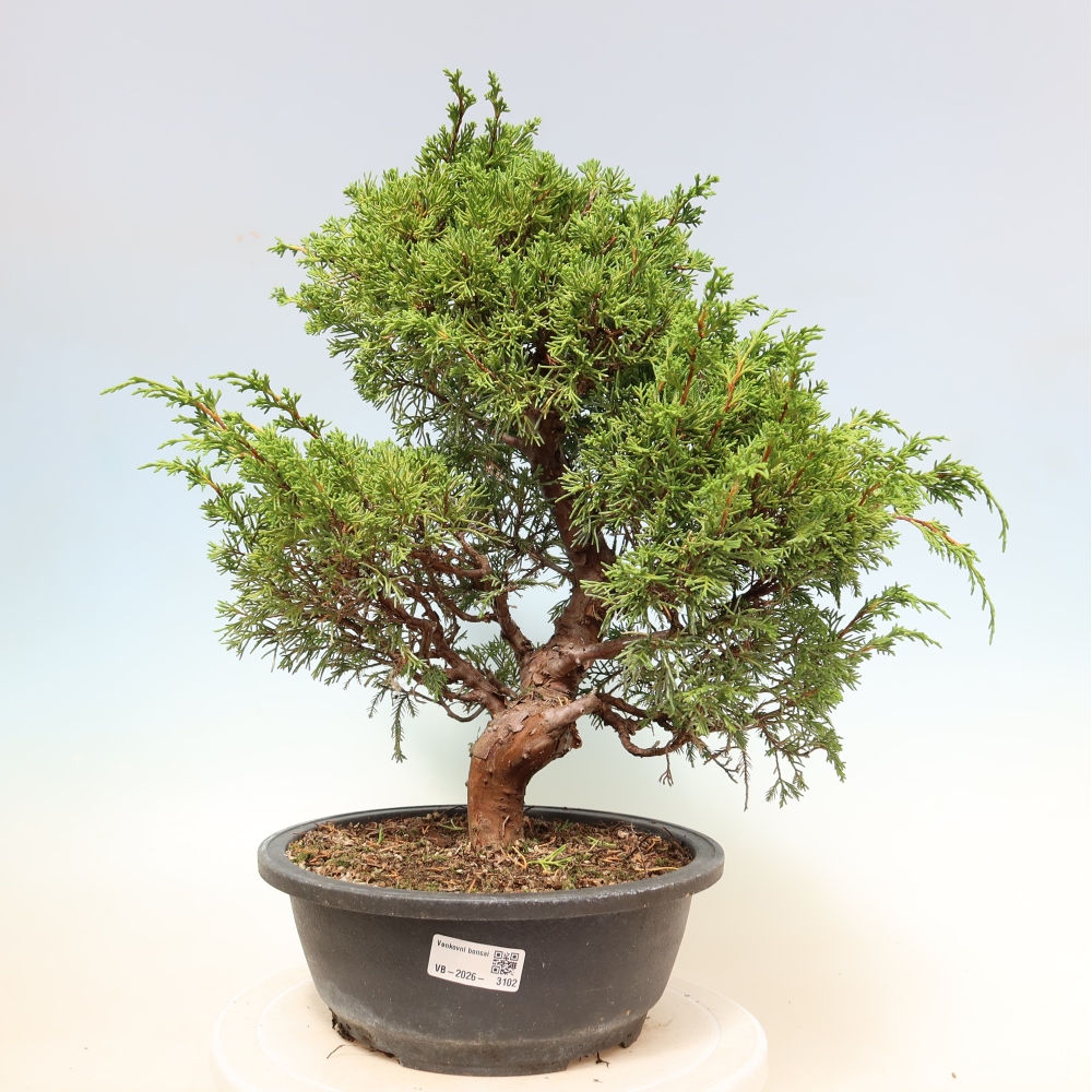 Bonsaï d'extérieur - Juniperus chinensis Itoigawa-Juniperus chinensis