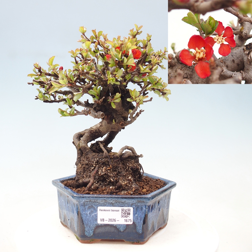 Bonsaï d'extérieur - Chaneomeles speciosa - Coing